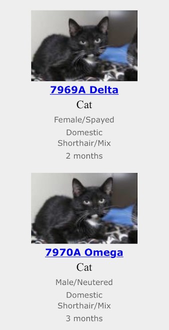 A phone screenshot showing two pet adoption listings, one named Delta and one named Omega. Amusingly, the two images are almost, but not quite, identical to one another. A phone screenshot showing two pet adoption listings, one named Delta and one named Omega. Amusingly, the two images are almost, but not quite, identical to one another.